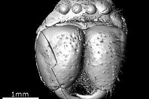 The X-ray computed tomography image of the spider