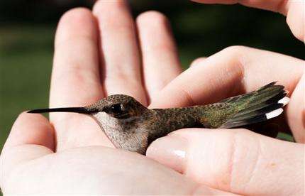 This undated photo provided by the Intermountain Bird Observatory, Boise State University, shows a female Black-Chinned Hummingbird. The perfecting of placing tiny numbered bands on hummingbirds' legs in the last decade has led researchers to discover the birds can live longer than 10 years as opposed to the two or three once thought likely. (AP Photo/Intermountain Bird Observatory, Boise State University, Liz Urban)