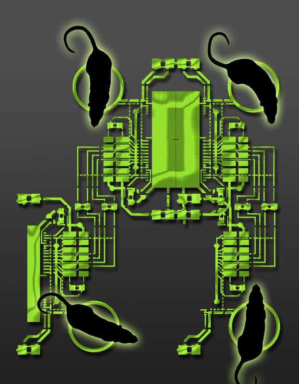 Illustration of the "organic computer" (Credit: Katie Zhuang/Nicolelis Lab/Duke)