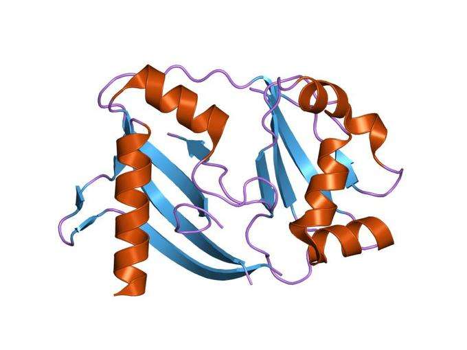 Crystal structure of a CRISPR-associated protein from thermus thermophilus. (Source: Wikimedia)