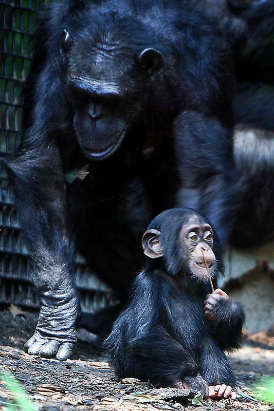 Chimps' eggs degrade more slowly than ours, even though we live far longer.