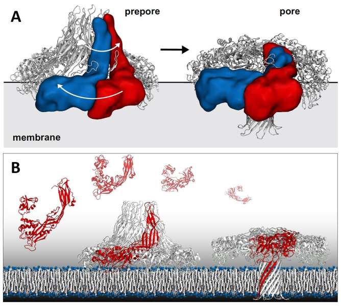 Fig. 2 A Cryo-TEM reveals various conformational states of areolysin pore formation where a prepore state transitions to a functional toxin pore inserted in the target membrane. B Combining X-ray crystallography, Cryo-TEM, and molecular dynamics modeling revealed a novel swirling membrane insertion mechanism to form the pore, allowing for an atomic resolution interpretation of the transition from monomer to prepore to the functional pore state. Images kindly provided by Matteo Dal Peraro, Biomolecular Modeling—LBM Institute of Bioengineering, School of Life Sciences Ecole Polytechnique Fe´de´rale de Lausanne—EPFL & Swiss Institute of Bioinformatics— SIB