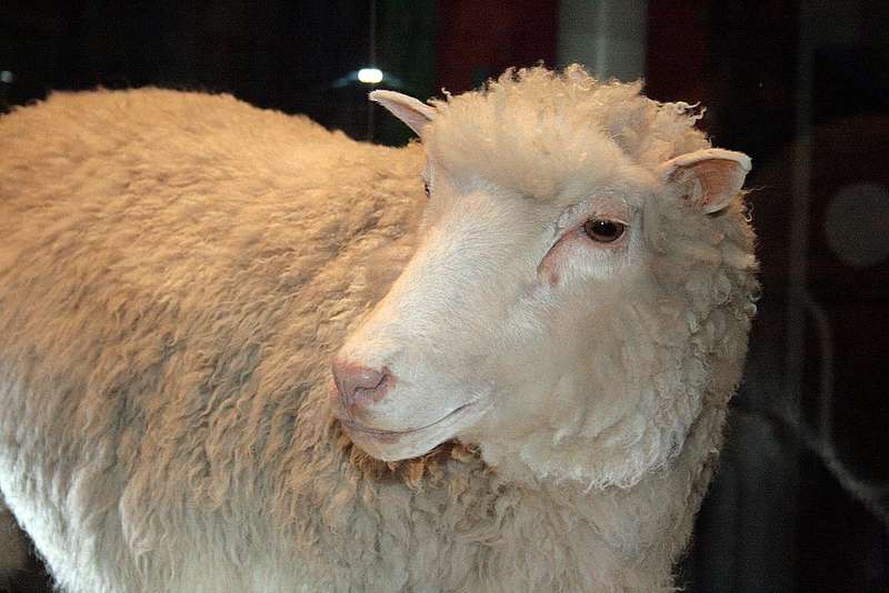 The taxidermied remains of the first cloned mammal, Dolly the Sheep