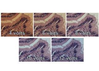 Color shift can result from halogen light source voltage differences. Scientific CCD camera was white balanced at the middle frame (8 volts), and auto-exposure was enabled to ensure the same overall intensity in the images. (Source: Datacolor)