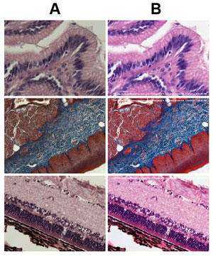 Color correction can help ensure consistency and accuracy of color data. Column A images are originals; Column B contains images after color-calibration using Datacolor ChromaCal. (Source: Datacolor)