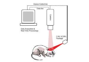 Schematic representation of in vivo imaging setup.