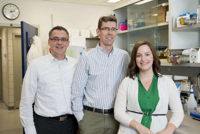 University of Western Ontario researchers David Hess, John McCormick and lead author Kelcey Patterson have shown how the bacteria responsible for causing strep throat can be used to fight colon cancer. (Credit: Schulich School of Medicine & Dentistry, University of Western Ontario.)