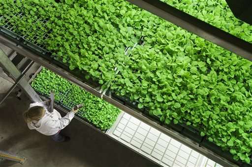 In this undated file photo provided by Kentucky BioProcessing, tobacco plants are grown in a controlled environment at the Kentucky BioProcessing facility in Owensboro, Ky. The company is using tobacco plants grown at this facility to help manufacture an experimental drug to treat patients infected with Ebola. An experimental Ebola drug healed all 18 monkeys infected with the deadly virus in a study released Friday, Aug. 29, 2014. (AP Photo/Kentucky BioProcessing, File)