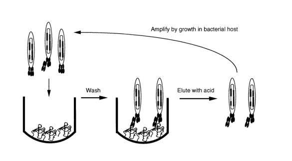 Phage bio-panning in an antigen-coated well