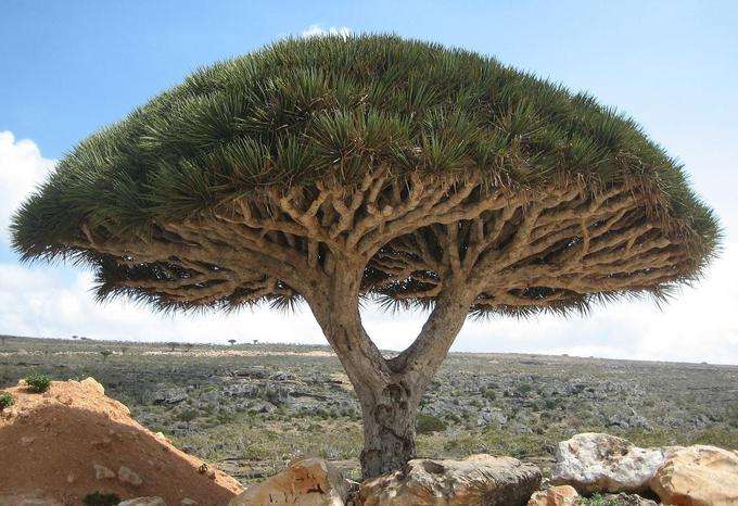 Socotra dragon tree: When dwindling subtropical miocene forests forced our hominid ancestors onto the savannas, they probably ate fermented, rotting fruit off the ground. (Credit:Boris Khvostichenko) 