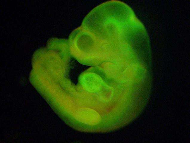 Embryo made from stressed stem cells. (Source: RIKEN)