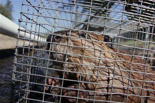  
              In this Sept. 12, 2014, photo, a young beaver looks out from a cage at a holding facility in Ellensburg, Wash. Under a program in central Washington, nuisance beavers are being trapped and relocated to the headwaters of the Yakima River where biologists hope their dams help restore water systems used by salmon, other animals and people. (AP Photo/Manuel Valdes)
             