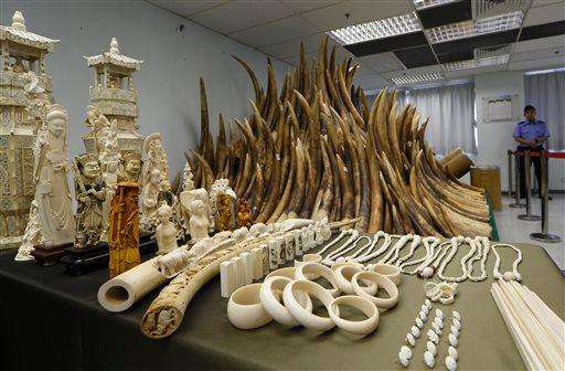 China Smuggled Ivory
FILE - In this May 15, 2024 file photo, confiscated ivory is displayed at a chemical waste treatment center in Hong Kong. The London-based Environmental Investigation Agency said Thursday, Nov. 6, 2014 Chinese officials used a state trip by Chinese President Xi Jinping and other high-level visits to smuggle ivory out of Tanzania. In a report the environmental watchdog says Chinese-led criminal gangs conspired with corrupt Tanzanian officials to traffic huge amounts of ivory, some of which was loaded in diplomatic bags on Xi's plane during a presidential visit in March 2013. (AP Photo/Kin Cheung, File)