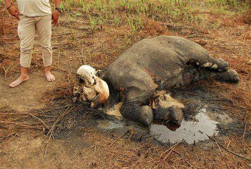  
              In this Tuesday, Nov. 18, 2014 photo, an activist inspects one of two dead Sumatran elephants allegedly snared and killed by poachers for their tusks, in Tebo district of Jambi province on Sumatra island, Indonesia. The head of the Indonesia Elephant Conservation Forum, Krismanko Padang, said carcasses the two male elephants were discovered early this week near a palm oil plantation. Their skulls were found without tusks, Krismanko said late Wednesday. He added that police who are investigating discovered some bullet shells near the scene. (AP Photo)
             