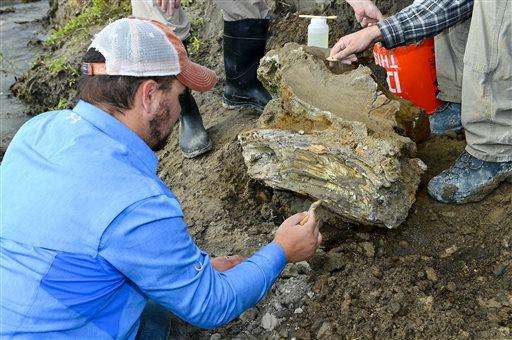  
              In this Oct. 16, 2014 photo provided by the Bureau of Reclamation, Idaho State University geology student Travis Helm brushes and cleans a mammoth skull discovered near American Falls Reservoir near American Falls, Idaho. A portion of a mammoth skull and tusk have been uncovered in southeastern Idaho near American Falls Reservoir. The bones have been taken to the Idaho Museum of Natural history at Idaho State University in Pocatello where they will eventually be put on display. (AP Photo/Bureau of Reclamation, Dave Walsh)
             