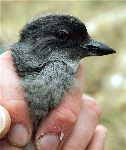 Scientists are trying to figure out what's behind the deaths of seabirds that have been found by the hundreds along the Pacific Coast since October. (AP)