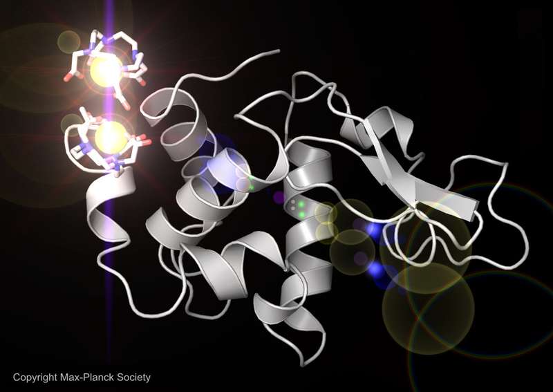 This 3-D rendering of a lysozyme molecule shows two gadolinium atoms bound to it. Researchers soaked lysozyme crystals in a solution containing the metal gadolinium to help improve imaging quality in an experiment at SLAC's Linac Coherent Light Source X-ray laser. The experiment proved that LCLS can resolve the lysozyme structure without using data obtained earlier, and researchers hope to use similar techniques to reconstruct important unsolved proteins. (Source: SLAC/Max Planck Society)