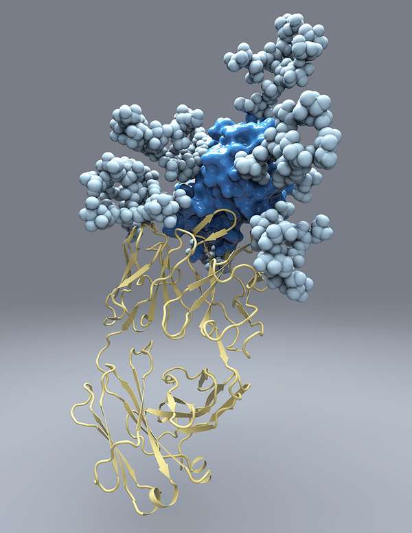 The new picture of hepatitis C’s E2 protein, which the virus uses to infect liver cells, will aid in the design of a vaccine against the disease. (Source: The Scripps Research Institute/Christina Corbaci)