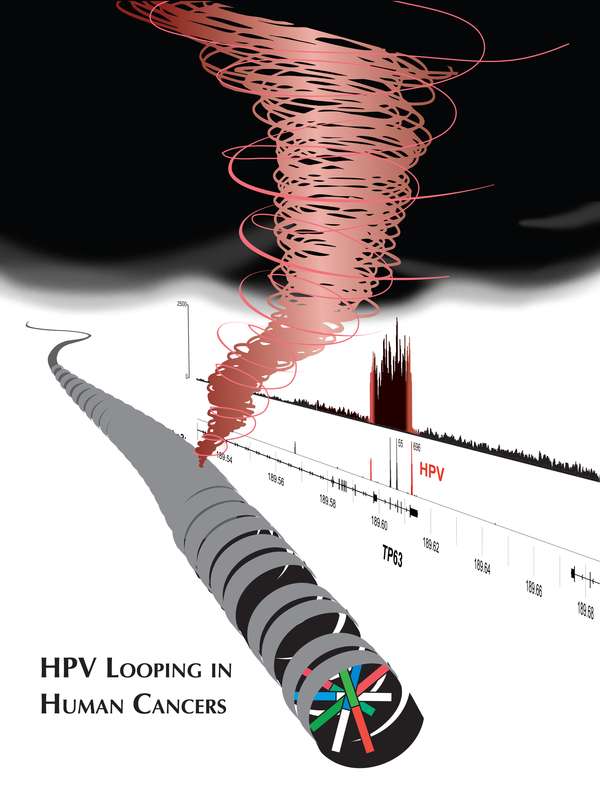 This illustration depicts how cancer-causing genes or disrupting cancer-suppressing genes can be amplified or disrupted when human papillomavirus (HPV) is inserted into human DNA. This havoc creates chromosomal instability, a hallmark of cancer development, according to a recent study at OSUCCC–James and Richard J. Solove Research Institute. (Source: OSC/David Symer)