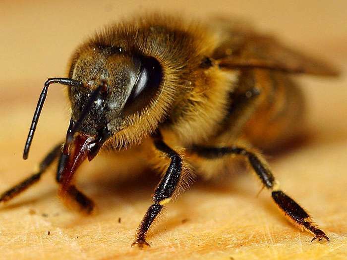 Some insects are more aggressive than others in response to an intruder. Watch a video of honey bees responding to an intruder bee. (Photo courtesy of Jon Sullivan)