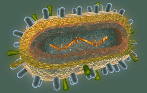 A representation of the flu virus. (Source: Vanderbilt University)