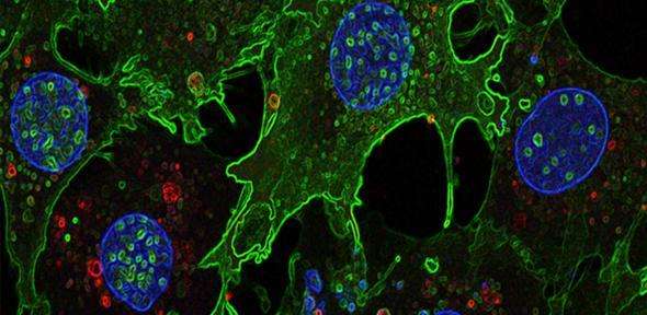 Confocal superresolution imaging of the rapid (2h) up-take of CD63-RFP EVs packed via target cell fEGFP (green) plasma membrane in vitro. (Source: University of Cambridge/design and artwork by CongJian Zhao)