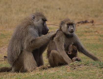 Baboons make friends and cement social bonds is by grooming- an activity that involves picking dirt and parasites and dead skin out of each other’s fur. This adult male is grooming an adult female near Amboseli National Park in Kenya. (Source: Duke University/Noah Snyder-Mackler)