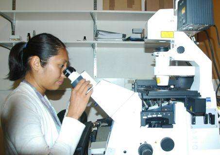 As part of her research, UNM student Sandy Oas used a confocal microscope, which enables researchers to look at structures inside cells in unprecedented detail. (Source: UNM)