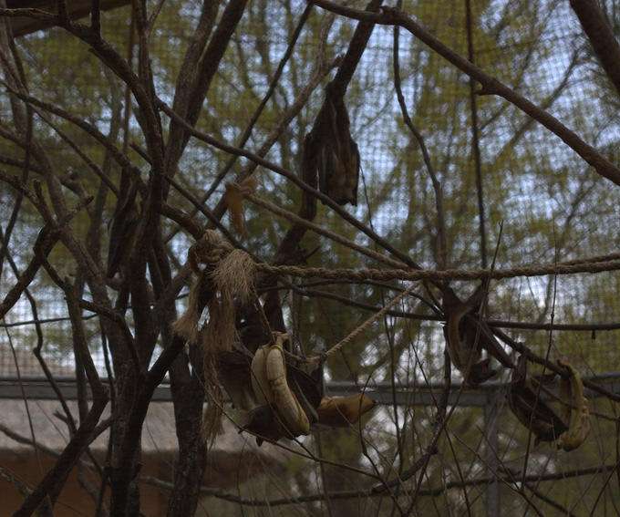 Straw-colored fruit bat. (Source: Wikimedia)