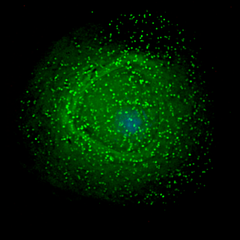 HIV emerging from an infected macrophage. Macrophages have been proposed as long-term reservoirs for HIV. Yerkes researchers have been figuring out how long infected cells of this type actually last in SIV-infected monkeys. (Source: Emory University/PLoS Biology, 2006)