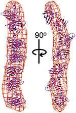 The new study provides evidence that proteins linked to more severe forms of ALS are less stable structurally and more prone to form clusters or aggregates. Mutants of the superoxide dismutase (SOD) protein formed long, rod-shaped aggregates (shown here as red lattice), compared to the compact folded structure of wild-type SOD (purple ribbons). (Source: TSRI/the Getzoff and Tainer labs)