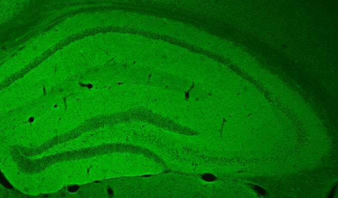 The hippocampus of a mouse in the study glows green, showing where excitatory neurons took up a cAMP-triggering receptor. (Source: University of Pennsylvania)