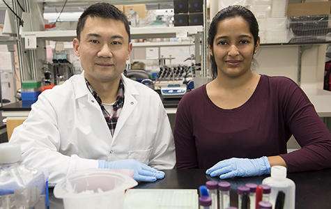 New research by Ting Wang, PhD, (left) and graduate student Vasavi Sundaram looked closely at the DNA of the mouse and human to uncover some striking differences in the way their genes are controlled. (Source: WUSTL/Robert Boston)