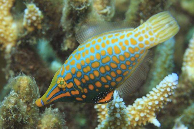 A filefish, pictured here, can create chemical camouflage by feeding on coral reefs. (Source: Georgia Tech/Tane Sinclair-Taylor)