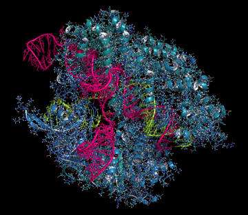 CRISPR-Cas9 gene-editing complex from Streptococcus pyogenes. Image: iStock