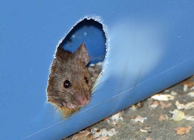 A mouse peers out from a nesting box during a University of Utah study that found the fructose-glucose combination in high-fructose corn syrup is more toxic in mice than the fructose-glucose compound known as sucrose, or table sugar. Source: Douglas Cornwall, University of Utah