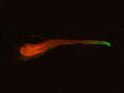 Image of a zebrafish in which the entire intestine is highlighted in red and the expression of the TNF molecule is highlighted in green. Duke researchers have discovered that a gene called uhrf1 acts like a kind of molecular handbrake on TNF, keeping it from setting off the series of pro-inflammatory and immune signals that drive inflammatory bowel diseases. Photo by Lindsay Marjoram/Duke University
