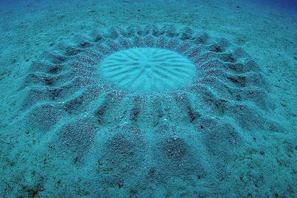 The newly discovered pufferfish's "art beneath the sea" (Source: ESF)