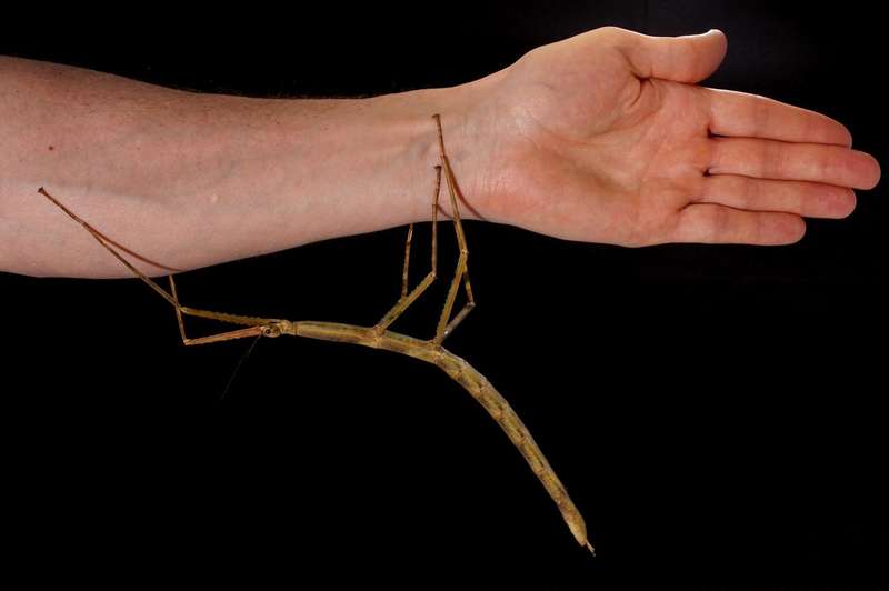 New species of walking stick, Phryganistria tamdaoensis: female on arm. (Credit: Photograph by Jonathan Brecko)