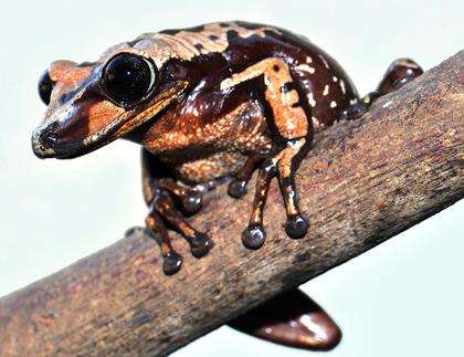 This is a photo of Aparasphenodon brunoi (Bruno's Casque-headed Frog). Credit: Carlos Jared/Butantan Institute