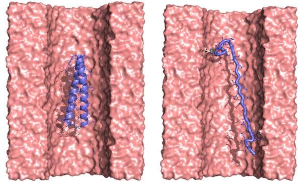 The "zipped" (left) and "unzipped" (right) forms of the protein passing through a pore. (Credit: Jeffery Saven and Wenhao Liu)