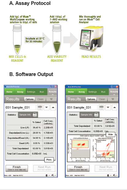 Figure 1. The Muse® MitoPotential Assay uses a simple mix-and-read protocol (A), enabling easy determination of cells exhibiting mitochondrial depolarization and cell death (B).  (Source: EMD Millipore)