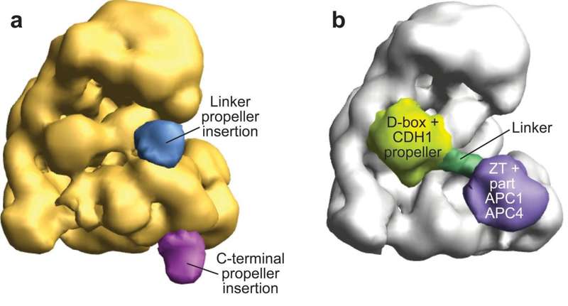 Figure 1 a, Localization of EMI1 linker and C terminus. A WD40 propeller was inserted into the Linker and at the C-terminus of EMI1FDLZT-SKP1. The 3D structures calculated contained additional densities based on the calculation of difference density maps, although the extra densities do not fully occupy the expected volume for a propeller probably due to flexible connections. Shown are the strongest peaks in the difference maps for the Linker insertion in blue, and the C-terminal insertion in purple, relative to APC/CCDH1-EMI1-SKP1. Conformational variability was distinguished from additional densities by the fact that negative and positive difference densities are located next to each other in areas with substantial conformational flexibility, while no negative difference density can be observed for the WD40 propeller insertions. b, Human APC/CCDH1-EMI1DLZT, showing density attributed to the D-box and associated CDH1 in yellow, to the Linker in green, and to the ZBR and Tail integrated with portions of APC1 and APC4 in purple.