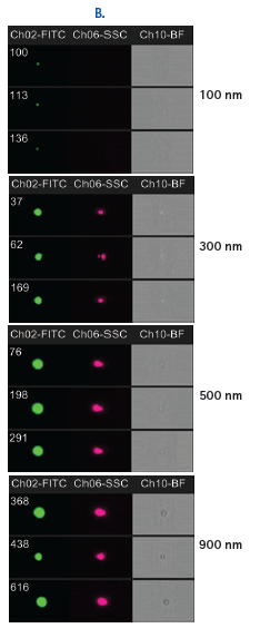 (B) Fluorescent, side scatter, and brightfield imagery confirm intensity data from bead populations. Each event in a scatter plot or histogram bin is viewed with a single click, enabling inspection of beads, particles, cells, or microorganisms. FITC staining is evident on all beads, from 900 nm to 100 nm in diameter