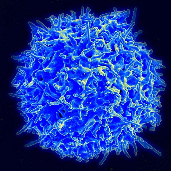 Scanning electron micrograph of a human T lymphocyte (also called a T cell) from the immune system of a healthy donor. (Source: NIAID)