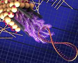 M13 virus consists of a strand of DNA attached to peptides