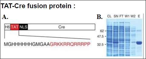 Figure 1. Schematic of cell-permeant TAT-Cre fusion protein. The amino acid sequence of the amino terminus is depicted showing the TAT peptide sequence in red (A). Purification of recombinant TAT-Cre from bacteria, as analyzed by Coomassie® blue staining of an SDS-PAGE (B). CL, cleared lysate; SN, supernatant; FL, flow through; W1, W2, wash fractions 1 and 2; E, eluted fraction. Numbers on the left indicate molecular weight (kDa) of marker proteins, Cre protein is approximately 41 kDa. (Figure from F. Edenhofer, Nature Methods, 2006 Jun;3(6):461-7)