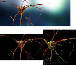 A neural stem cell derived neuron with axons flailing. The dots are synapses where it is connecting to other neurons.