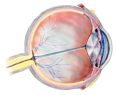 The new layer of the human cornea, dubbed the Dua’s Layer after the academic Professor Harminder Dua who made the discovery, is located at the back of the cornea between the corneal stroma and Descemet’s membrane.