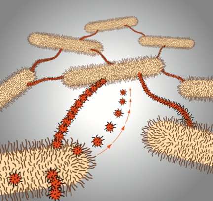 This model shows the role of vesicles, vesicle chains, and membrane tubes in M. xanthus biofilms. The scientists believe these connections help cells exchange signals and material. (Source: Auer Lab)